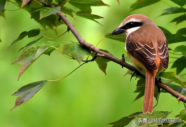 红尾伯劳百科,红尾伯劳和棕背伯劳哪个叫声好听