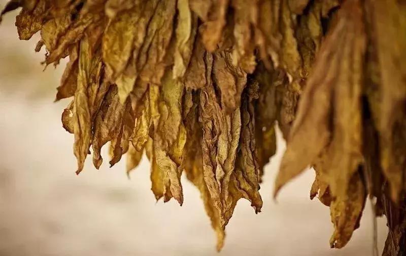 草烟和香烟区别,你见过的香烟