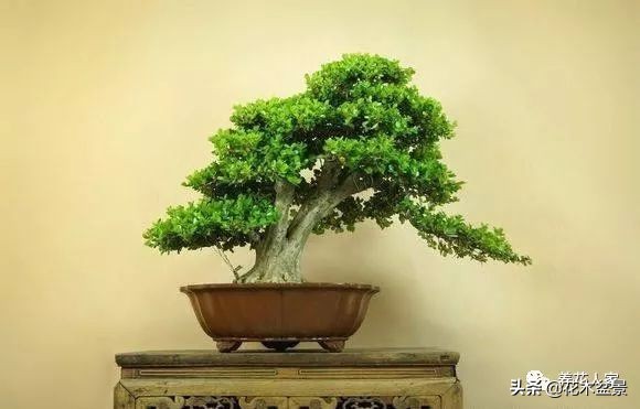 家有黄杨世代栋梁是指哪种黄杨,家有黄杨代代出栋梁