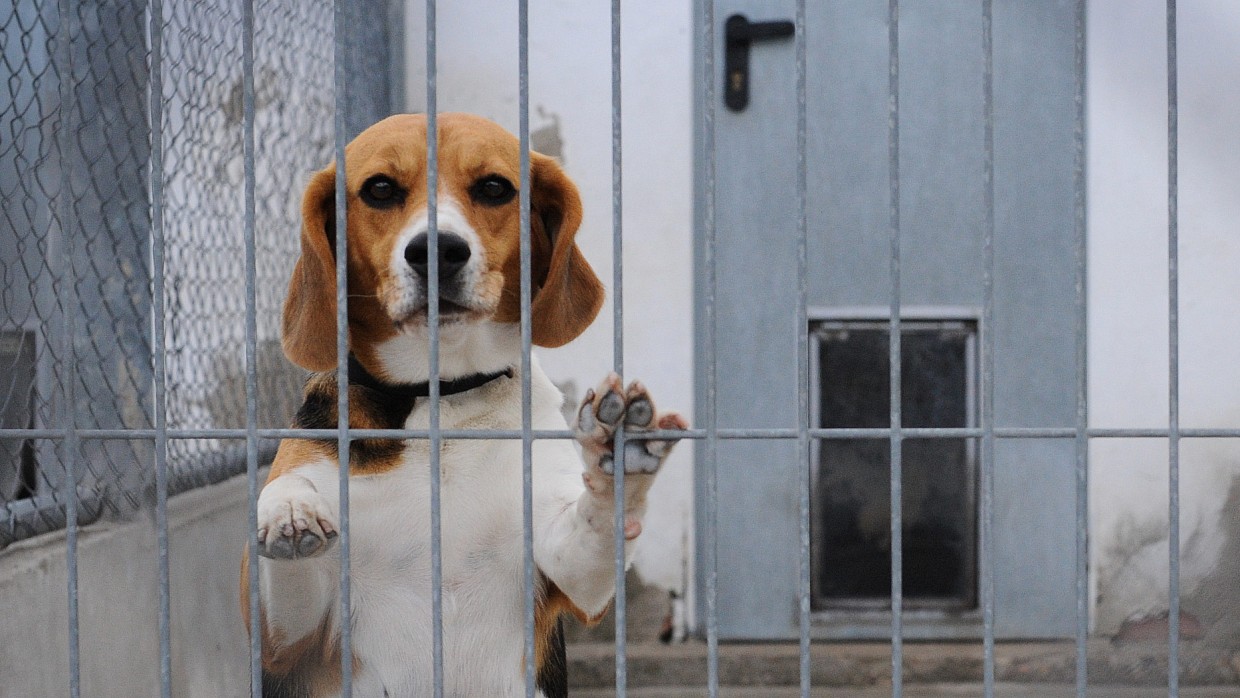 比格犬实验犬销售渠道,实验比格犬适合家养吗