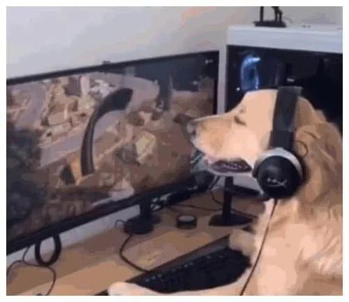 狗狗玩吃鸡真是神了,柴犬和小狗玩吃鸡