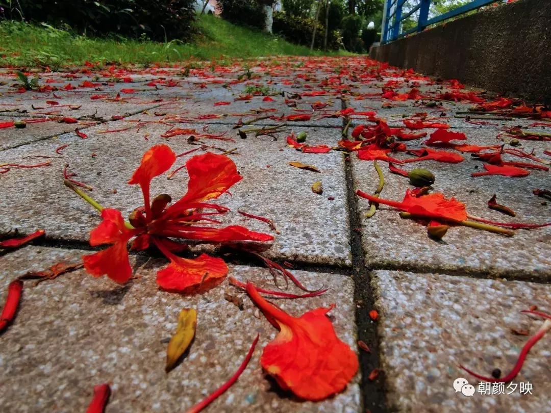 凤凰浴火时,盛夏晚晴天