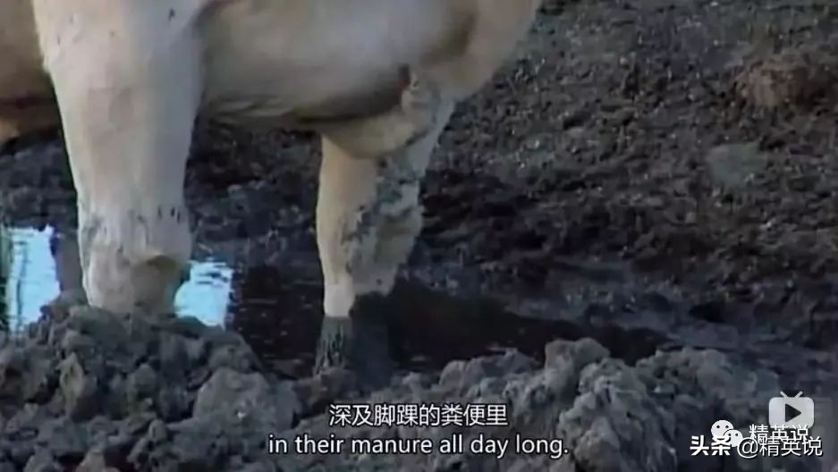 因为一个汉堡，她亲眼看着儿子死去！美国吃的食物到底有多脏...