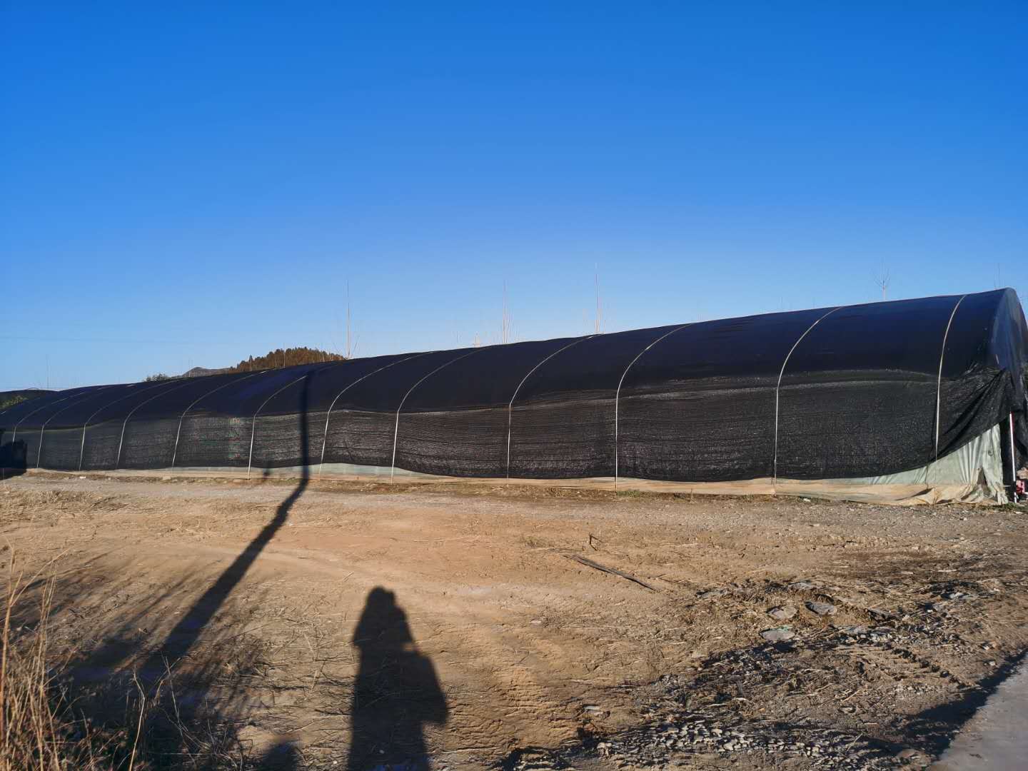 香菇种植有钱挣吗,香菇养殖挣钱吗