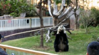 厦门灵玲动物王国大熊猫,厦门马戏团灵玲动物王国观光游览