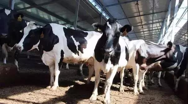 奶牛繁育需要了解的知识点,奶牛育种方法和技巧