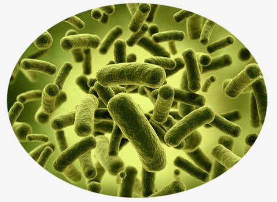 散装食品致病菌限量标准,食品微生物中的致病菌有哪些