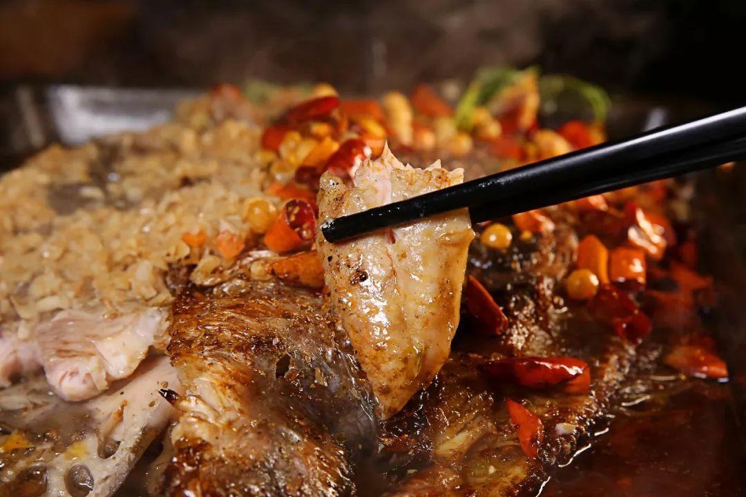 眉山钓鱼者钓了一条鲶鱼,四川钓活鮰鱼