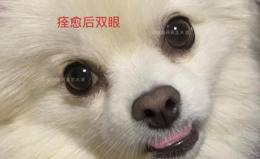 狗狗内分泌紊乱脱毛怎么治疗,狗狗皮肤一块块脱毛怎么治疗