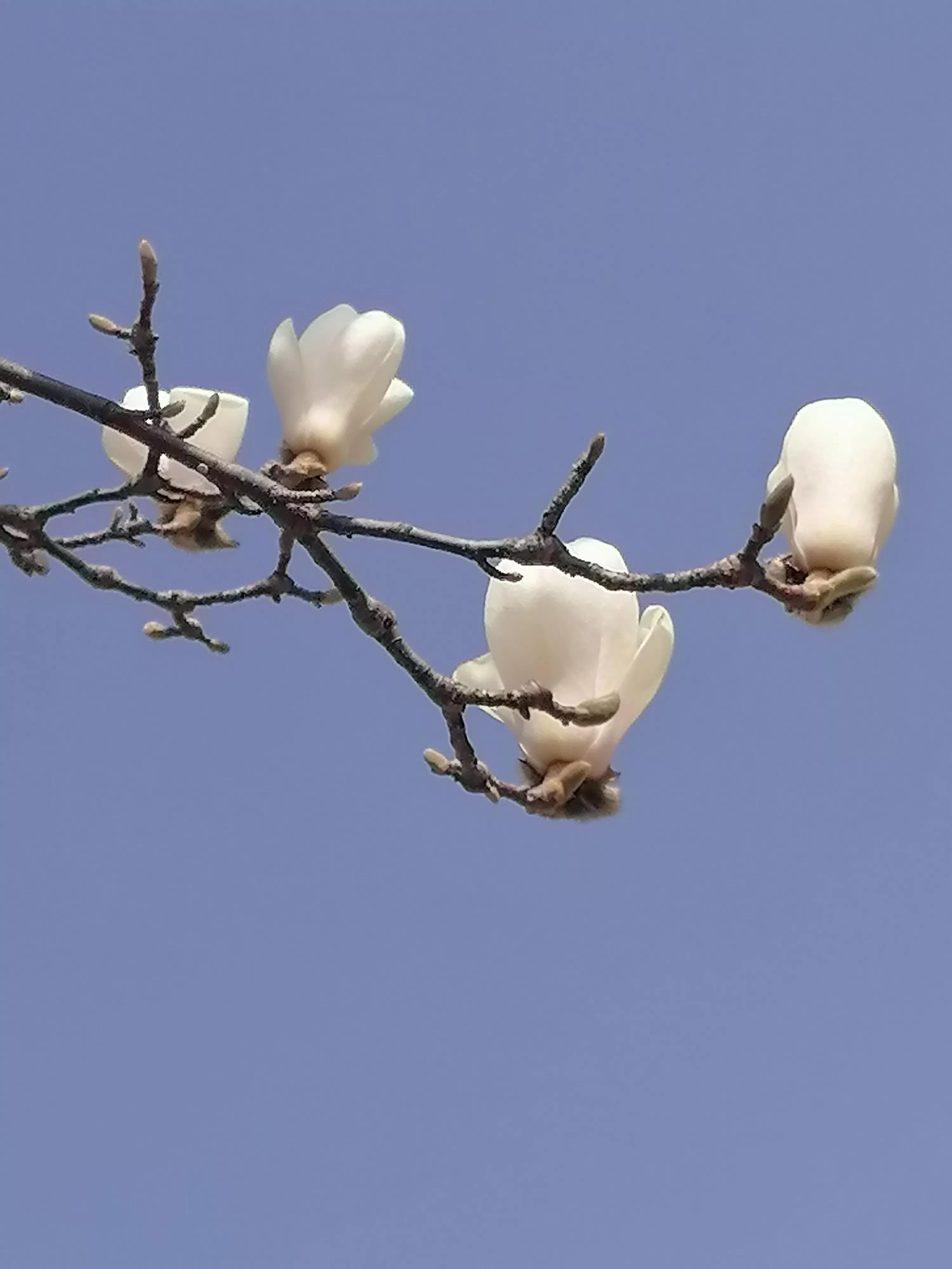 咏玉兰二首其二,咏玉兰全诗