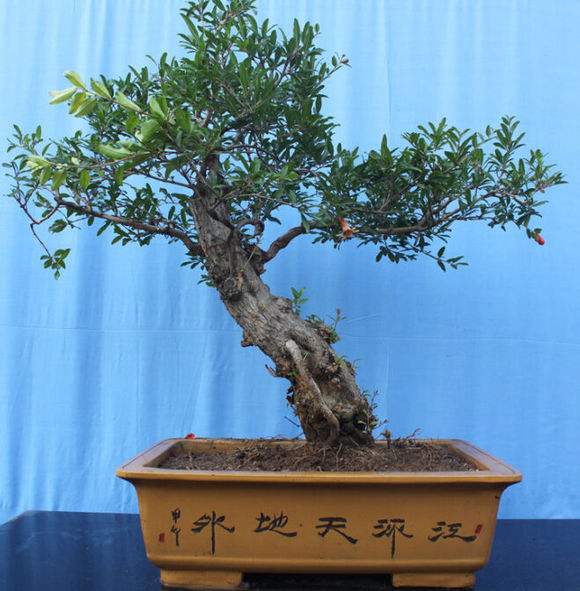 盆景树桩怎样让主干粗壮,盆景如何快速粗壮