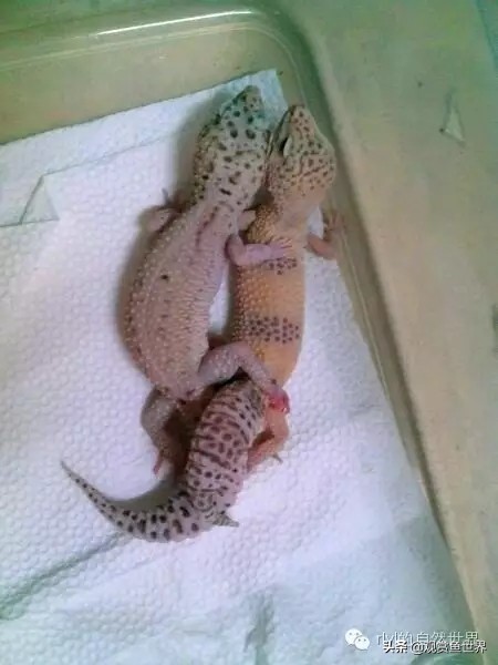 守宫最佳繁殖方法,守宫小技巧