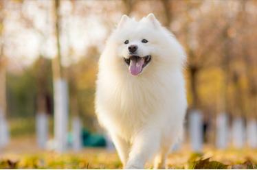 狗狗吃盐掉毛怎么补救,吃盐的狗狗