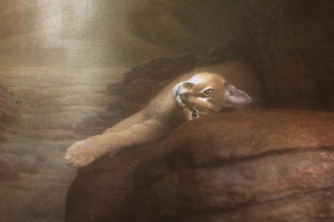 狞猫耳朵非常漂亮会旋转,狞猫一只长相狰狞的猫