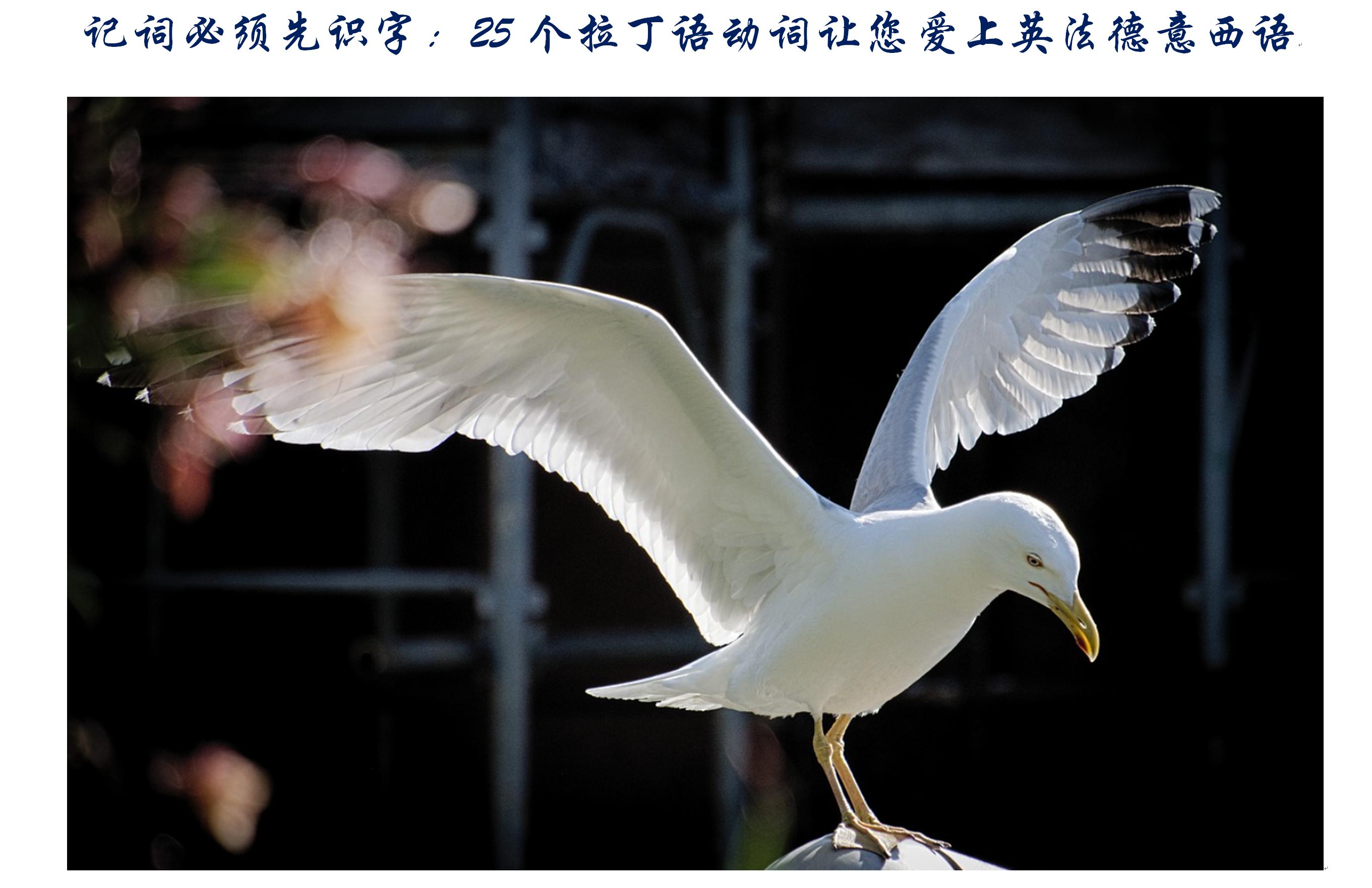 记词必须先识字:25个拉丁语动词让您爱上英法德意西语