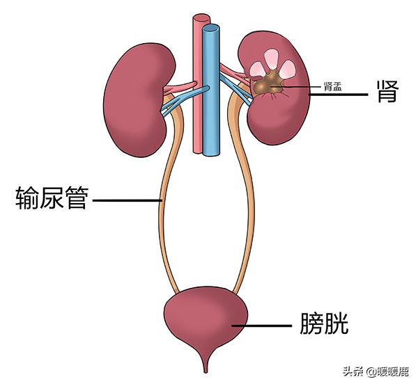 孕期如何通过b超看胎儿大小,三分钟看懂孕期b超图