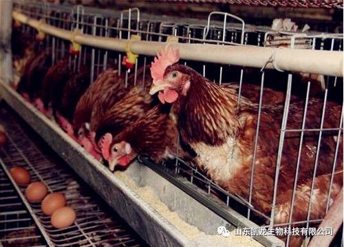 蛋鸡脂肪肝的发病率,蛋鸡脂肪肝会掉毛吗