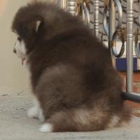 为了让我确认收货，这些卖家也是拼了