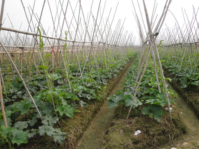 冬瓜枯萎怎么补救,石灰能治愈冬瓜的干枯病么