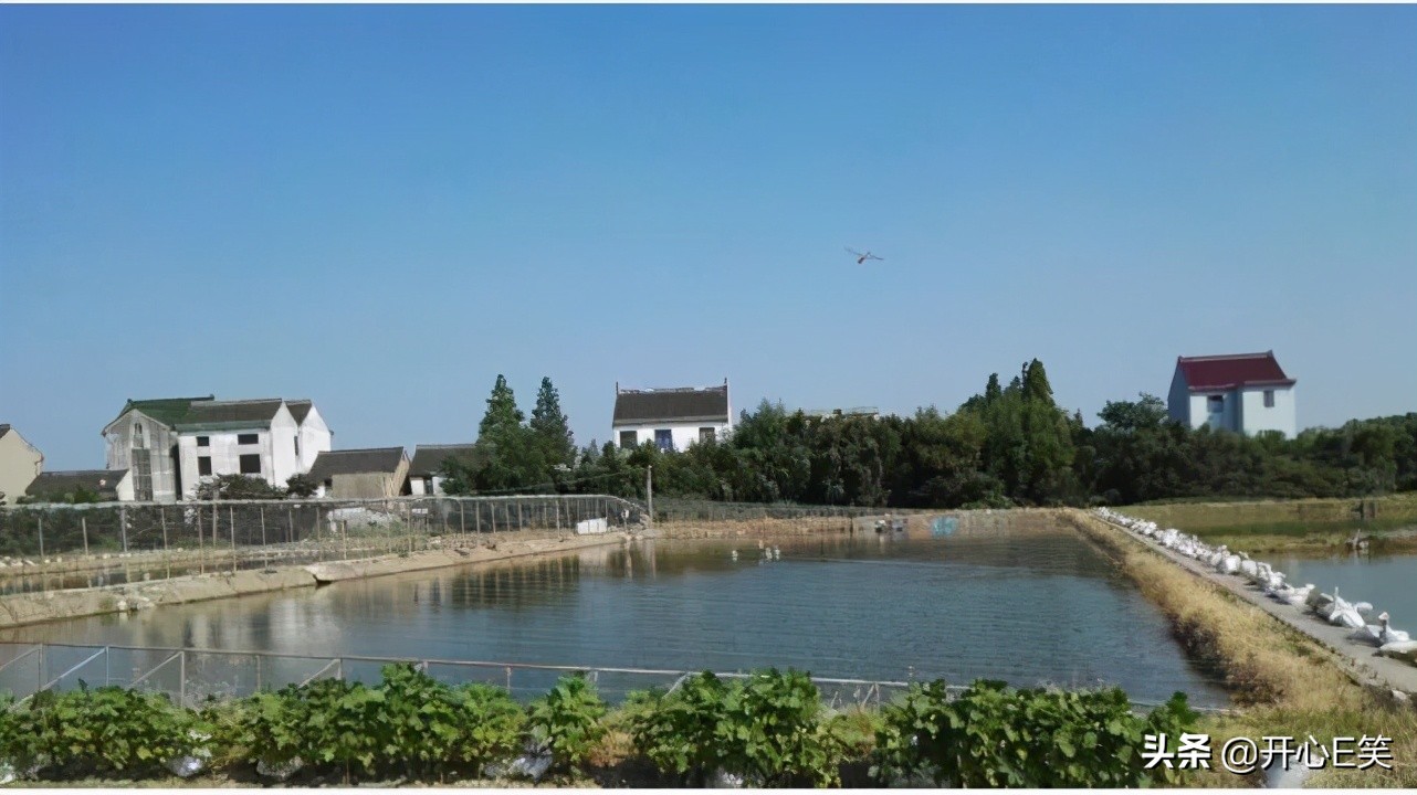 野外捡到一只野生龟,市民捡到一只野生龟