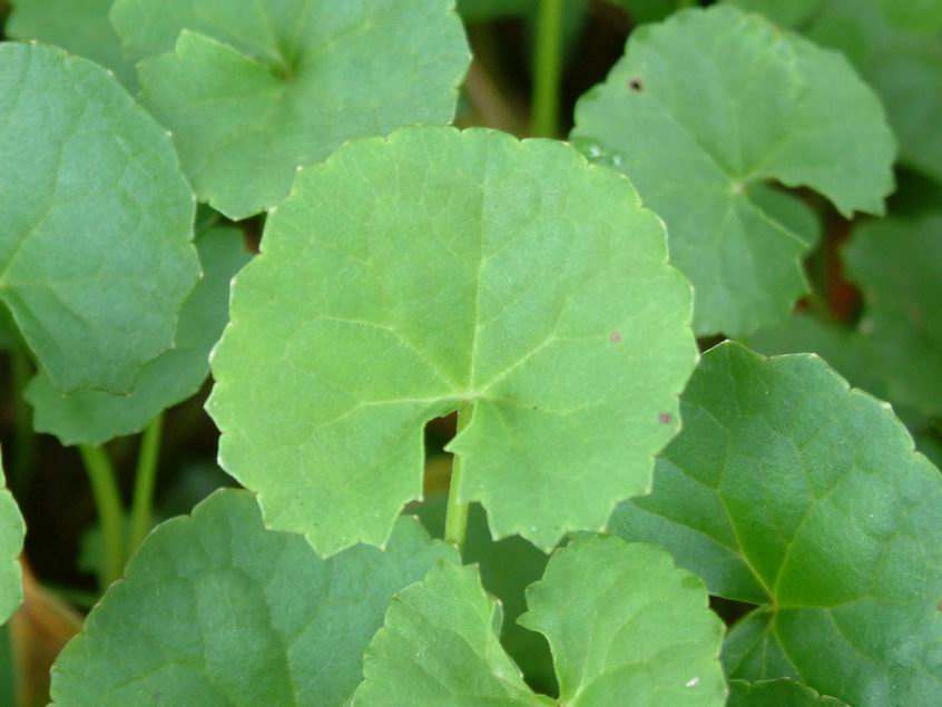 以前的杂草丛生现在已是世外桃源,崩大碗药用价值及图片