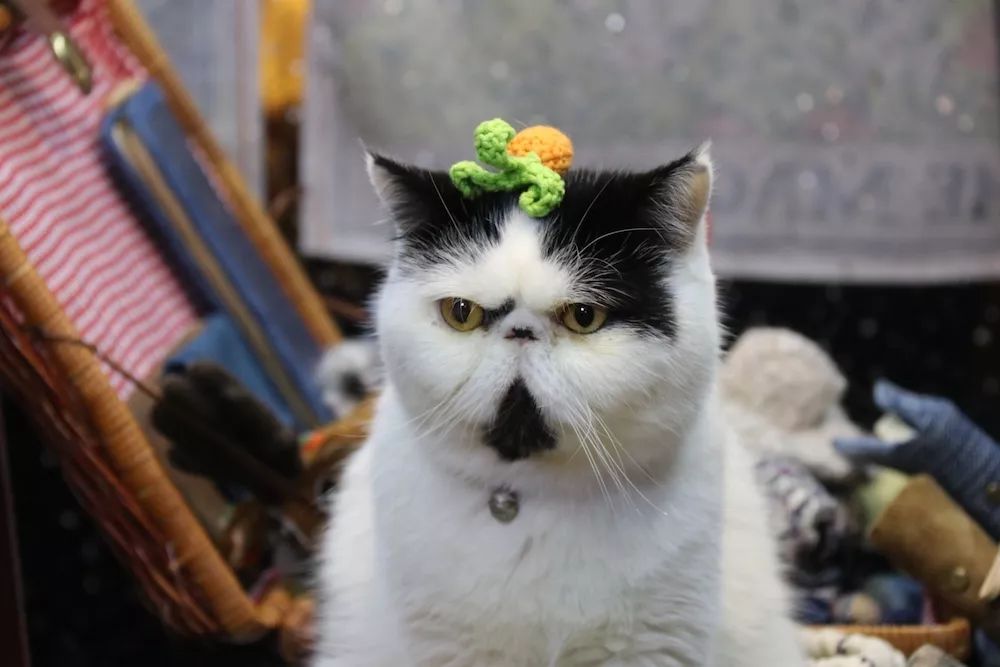 成都夜游攻略大全,成都适合晚上游玩的夜市