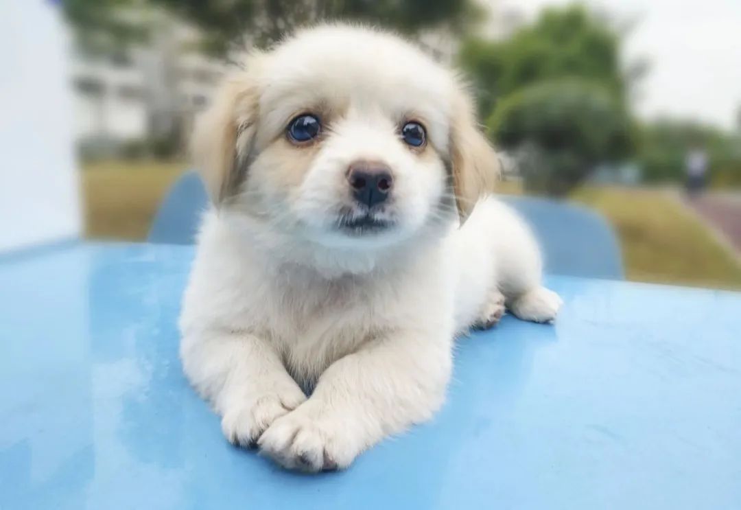 狗狗要送人了舍不得怎么办,狗狗不想要该怎么处理