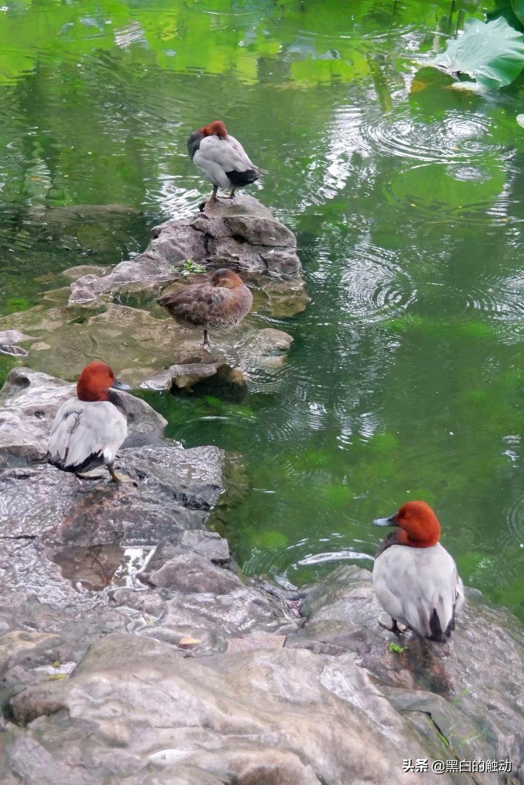 苏州除了拙政园还有哪个园林最好,苏州哪个园林最值得游玩