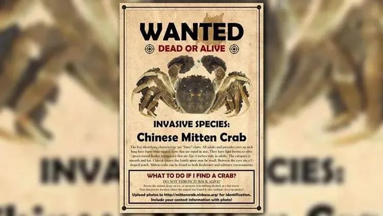 秋风起，欧美各国一提这种生物就如临大敌，一只活的能卖50美元