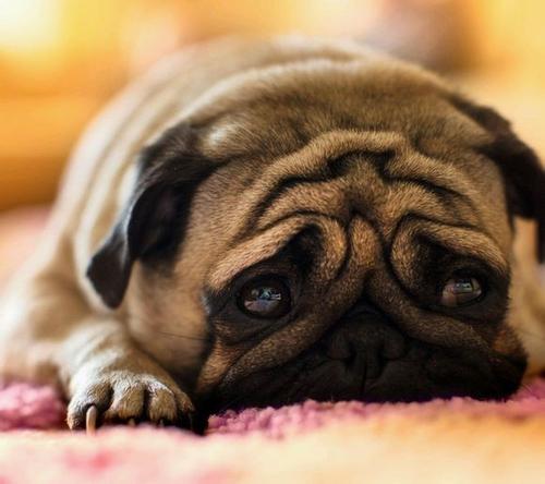 巴哥犬体型小无体味好打理的狗,巴哥犬和法斗养哪个好哪个体味大