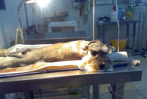 养一只雪纳瑞每个月要多少钱,养一个月的雪纳瑞要注意什么