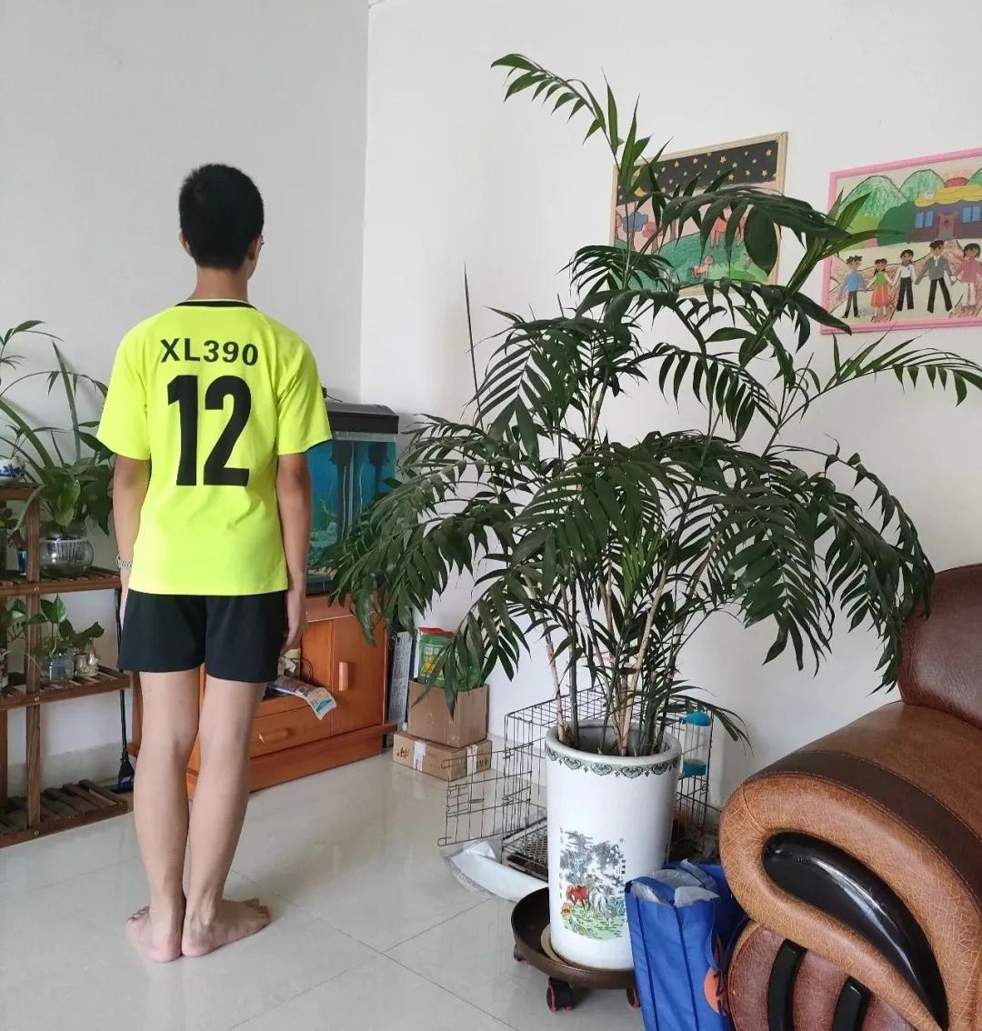 捡了棵凤尾竹怎么能活,单株凤尾竹