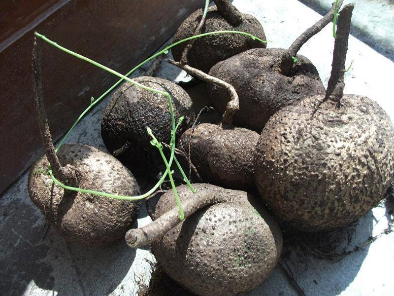 山乌龟的用处和不好的地方,野生山乌龟有什么作用