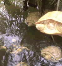 顺德龟苓膏正宗店铺,台山老字号龟苓膏
