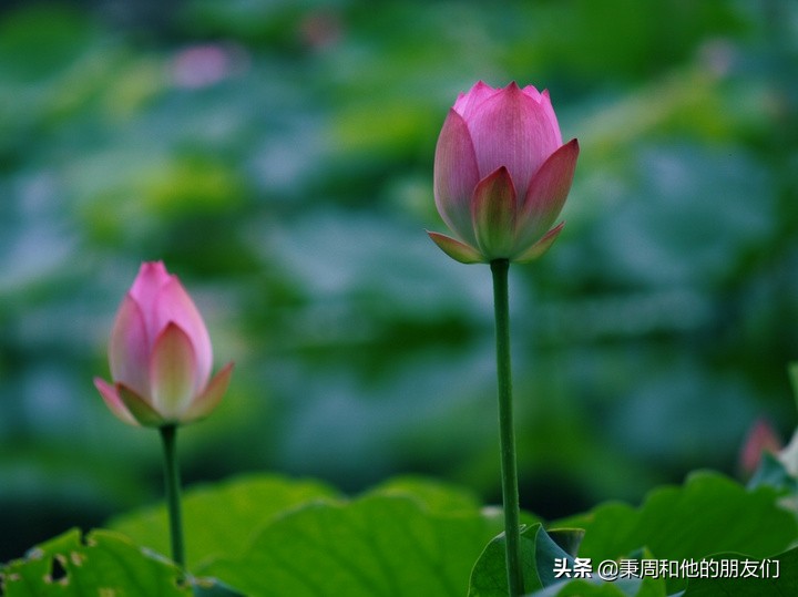 秉周和他的朋友们:八月花令同题诗歌