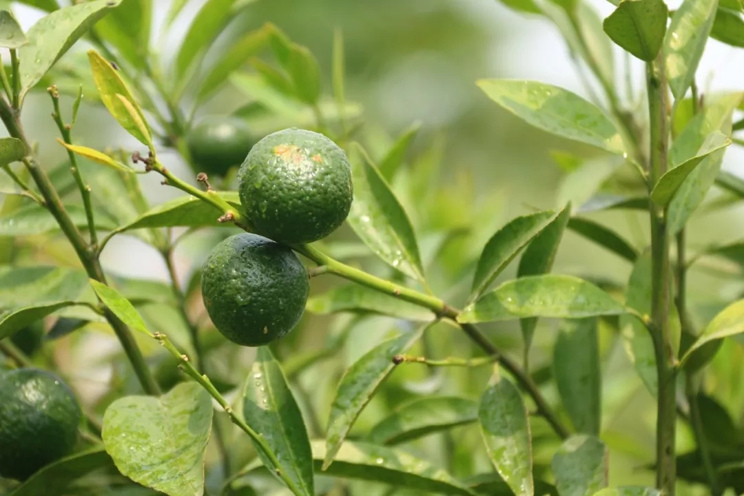 养生杯泡枸杞功效和作用,养生杯可以熬中药吗