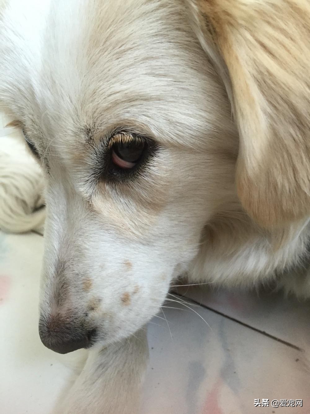 狗狗犬瘟热细小如何预防,狗狗怎么预防犬瘟热