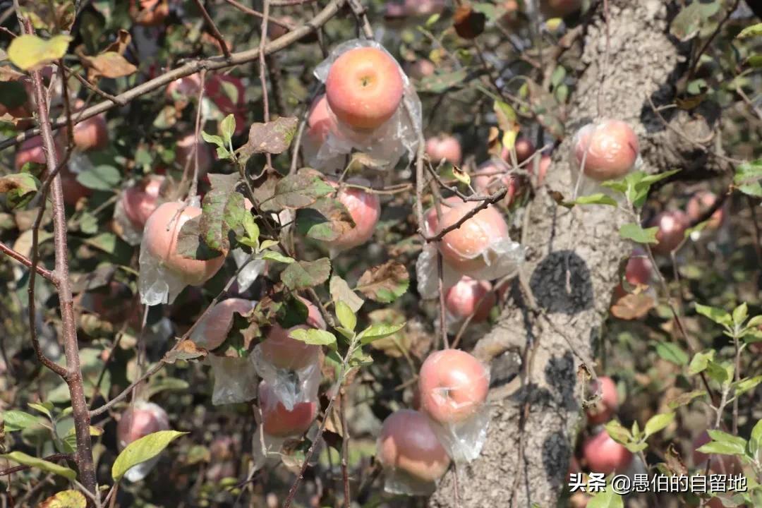 霜降后的早晨农村,霜降以后的果园