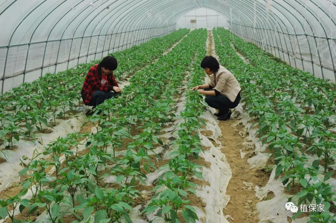 氨基酸聚谷氨酸肥料,聚天门冬氨酸肥料