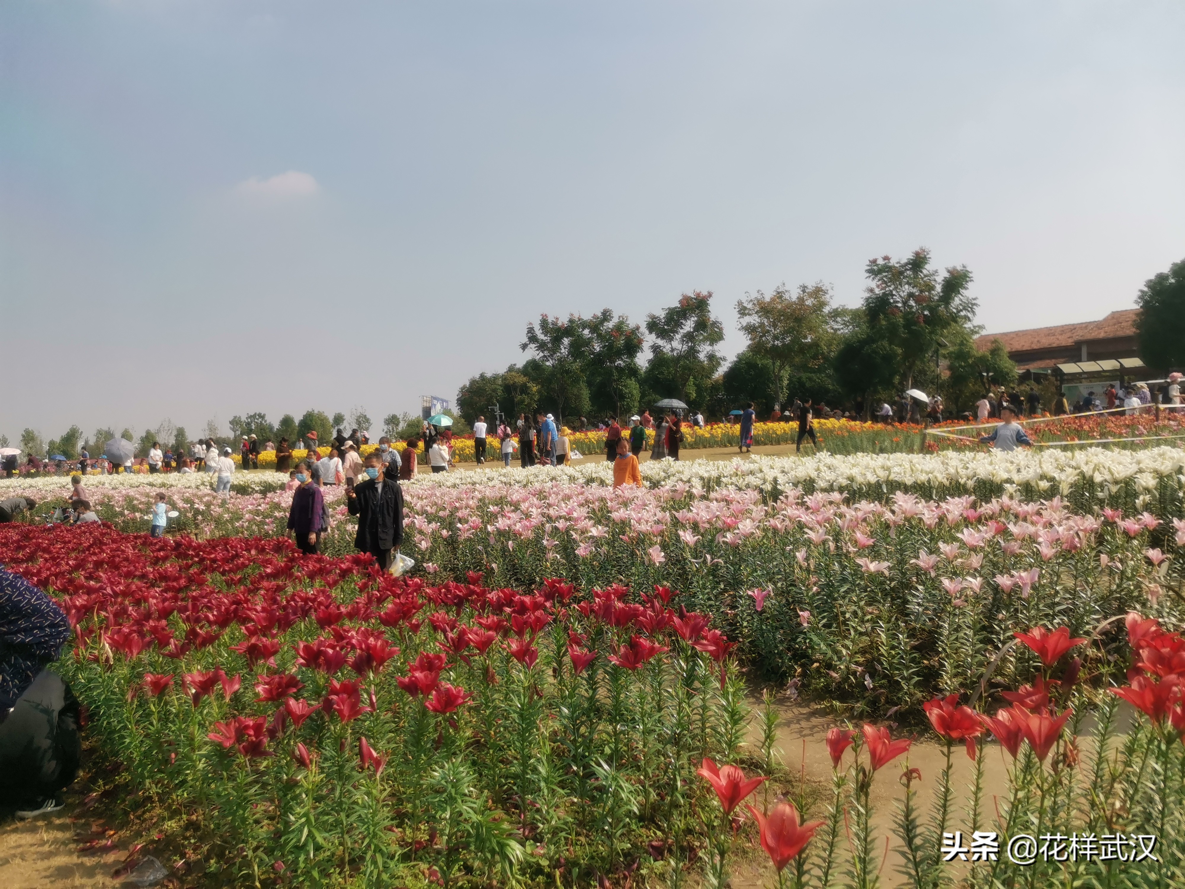 武汉花博汇一天游玩大概多少钱,武汉花博汇值不值得玩