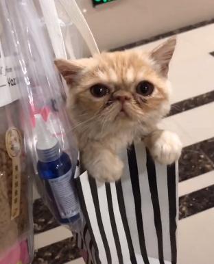 救助流浪猫加菲猫,被遗弃刚出生不久的加菲猫