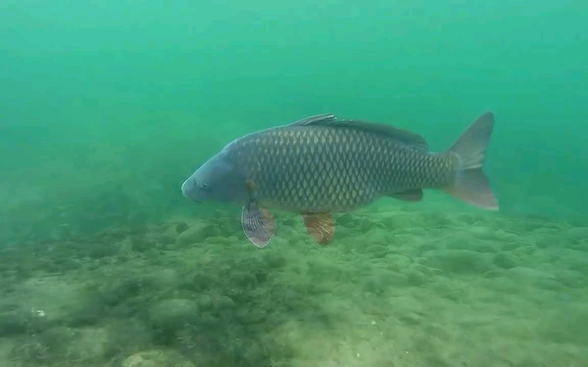 钓鱼小药dmpt使用方法,dmpt配什么东西有特效诱鱼作用