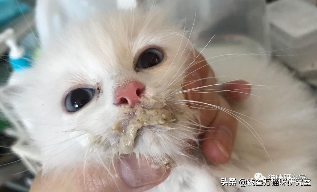 小猫拉稀原因分析,小猫跑肚拉稀怎么办最快最有效