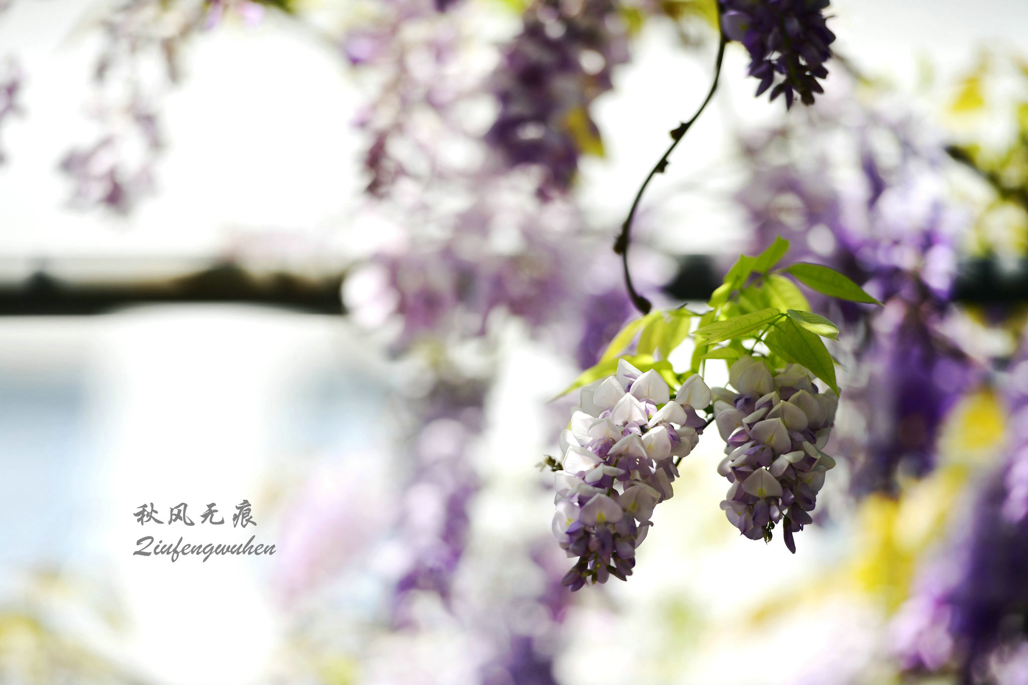 四月的春风西安,四月春风里的樱花