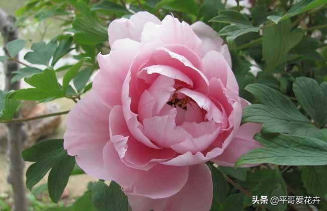 牡丹叶子萎蔫干枯怎么办,春季牡丹芽头萎蔫干枯怎么办