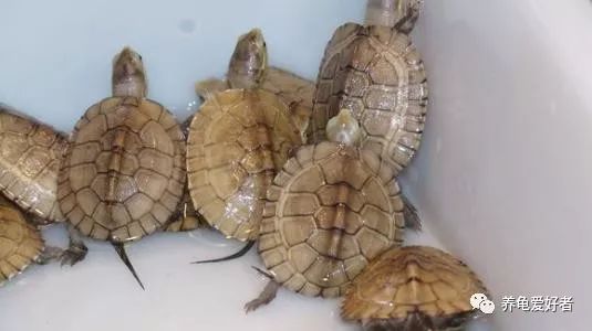 水龟母断尾是否影响繁殖,断尾水龟还能繁殖吗