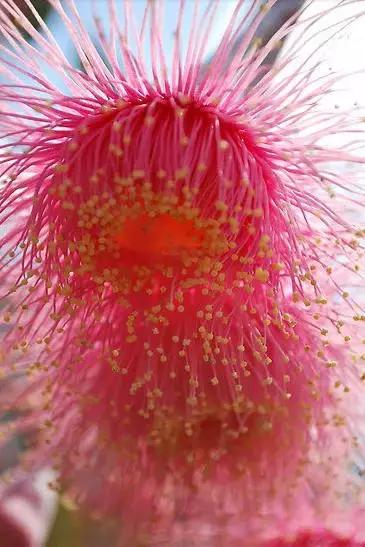 桉树风景图片,西澳桉树花