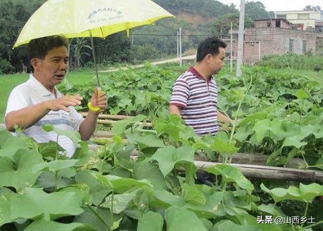 山东种植致富菜,山东农民菜低价卖