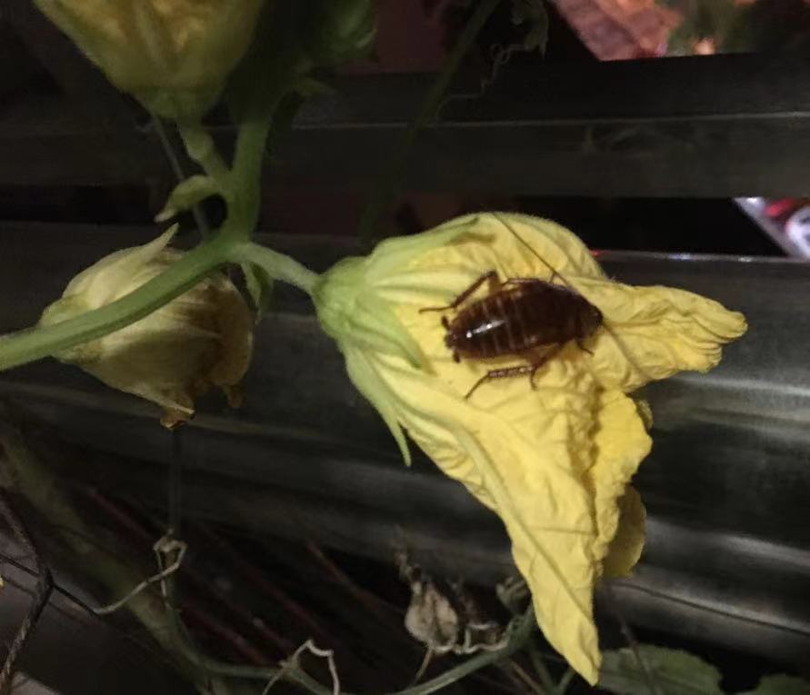 蟑螂是害虫还是昆虫,昆虫为什么能灭蟑螂