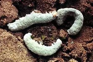 桃园地下害虫怎么治,桃园瓢虫的治理